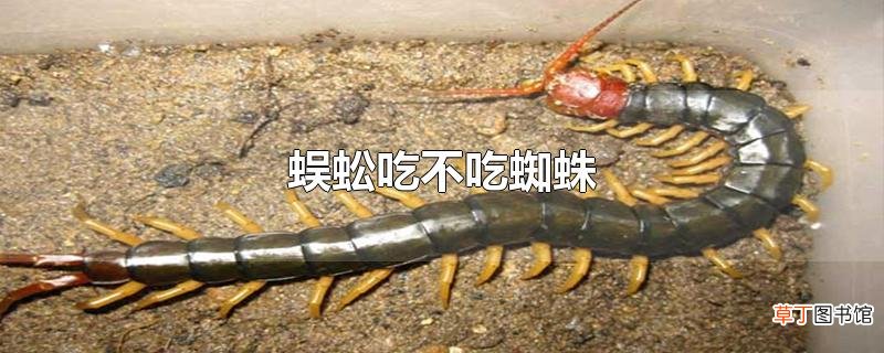 蜈蚣吃不吃蜘蛛
