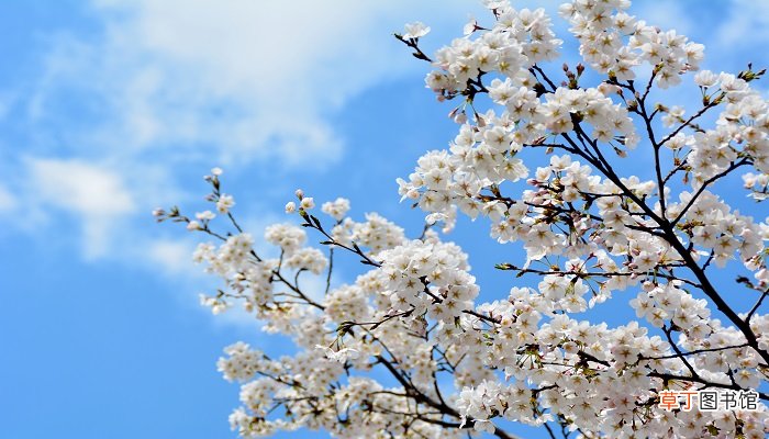 一树梨花压海棠下一句