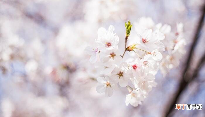 山花烂漫的意思