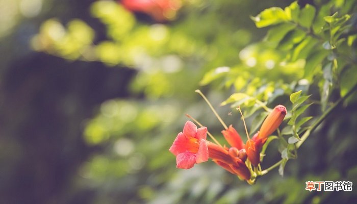 自是花中第一流寓意