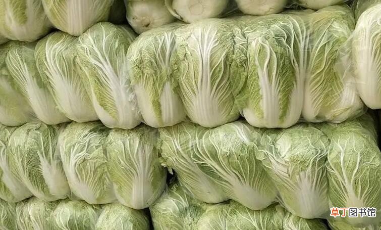 黄心白菜和大白菜的区别是什么
