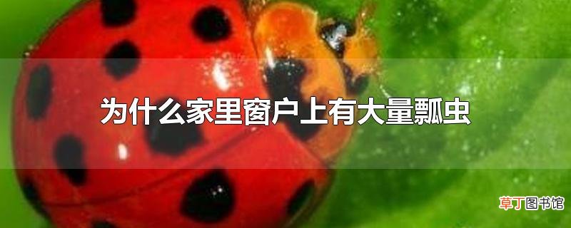 为什么家里窗户上有大量瓢虫