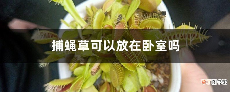 捕蝇草可以放在卧室吗