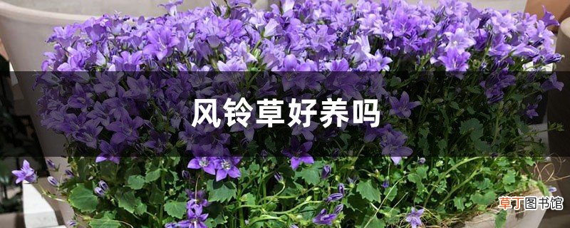 风铃草好养吗