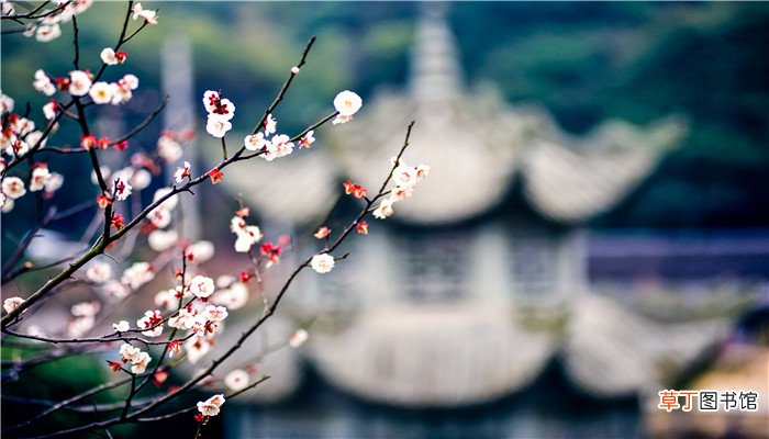 十年磨一剑砺的梅花香的含义