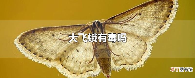 大飞蛾有毒吗