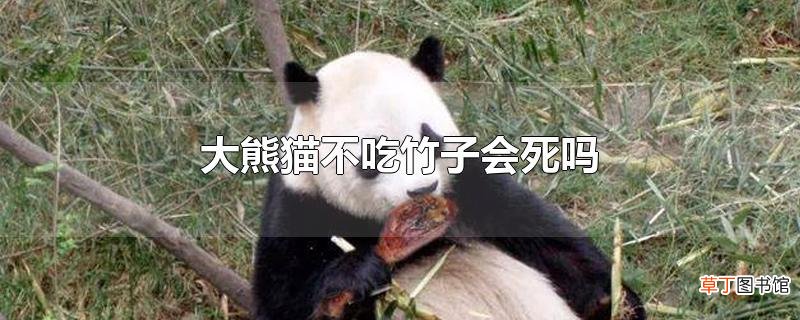 大熊猫不吃竹子会死吗