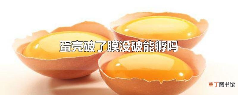 蛋壳破了膜没破能孵吗
