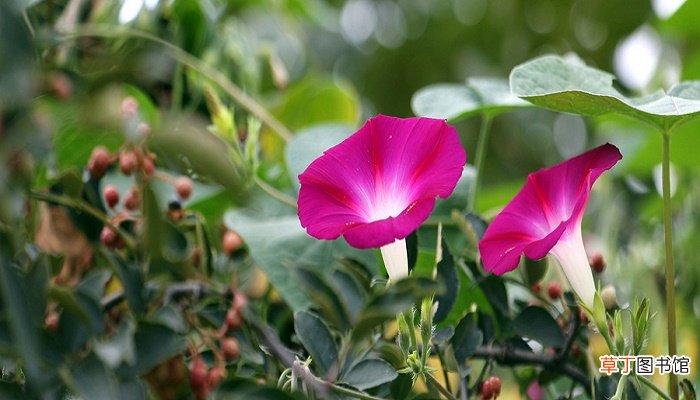 牵牛花五言诗句