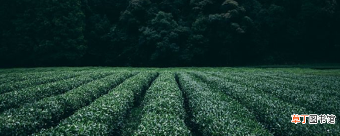 大麦茶减肥吗