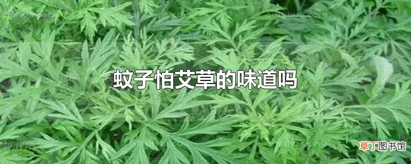 蚊子怕艾草的味道吗