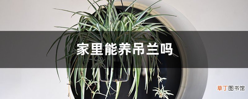 家里能养吊兰吗