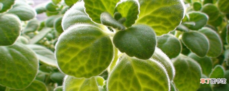 摸摸香花是否有毒，能否在家养？