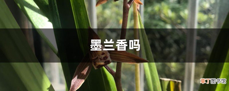 墨兰香吗