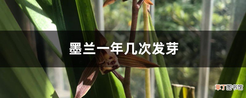 墨兰一年发几次芽