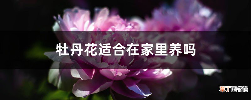 附家养要点 牡丹花适合在家里养吗