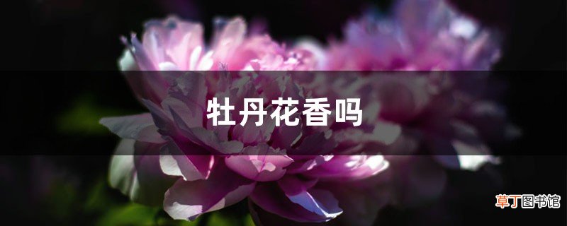 附不同颜色品种花香的介绍 牡丹花香吗