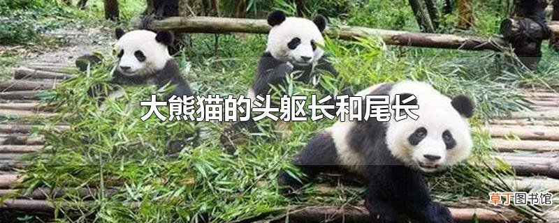 大熊猫的头躯长和尾长