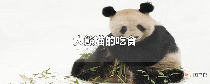 大熊猫的吃食