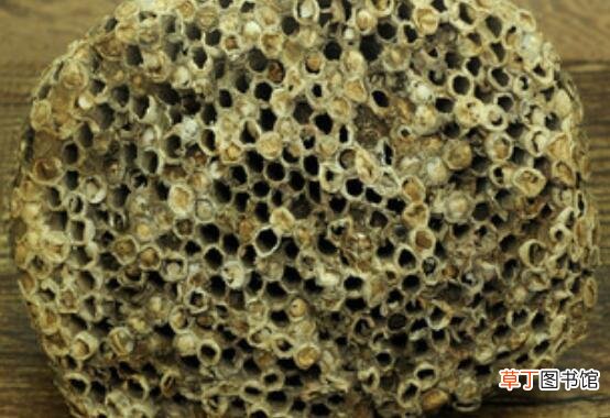 露蜂房与蜂巢的区别 露蜂房的功效