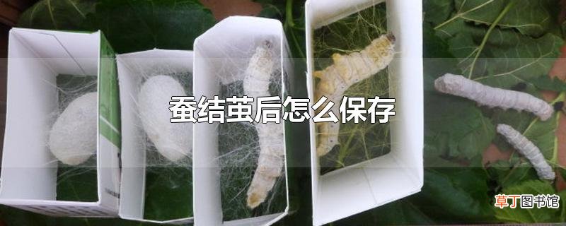 蚕结茧后怎么保存
