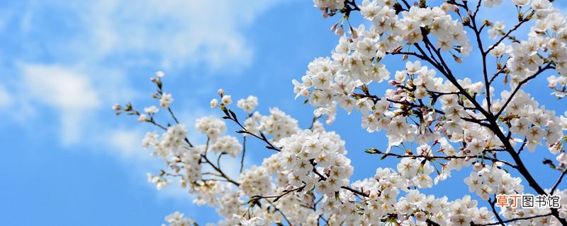 驿路梨花拼音