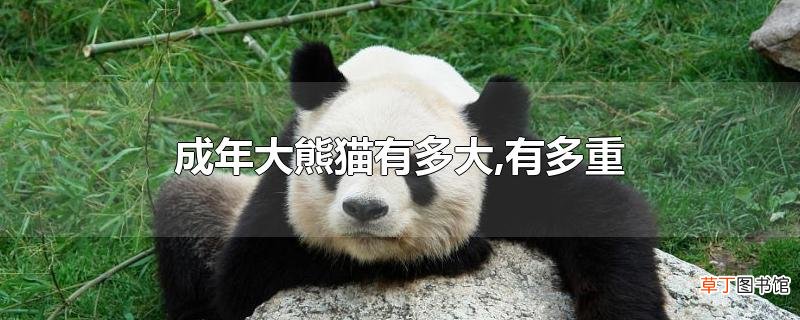 成年大熊猫有多大,有多重