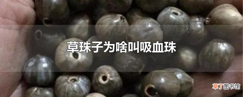 草珠子为啥叫吸血珠