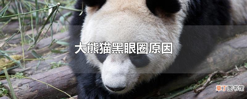 大熊猫黑眼圈原因