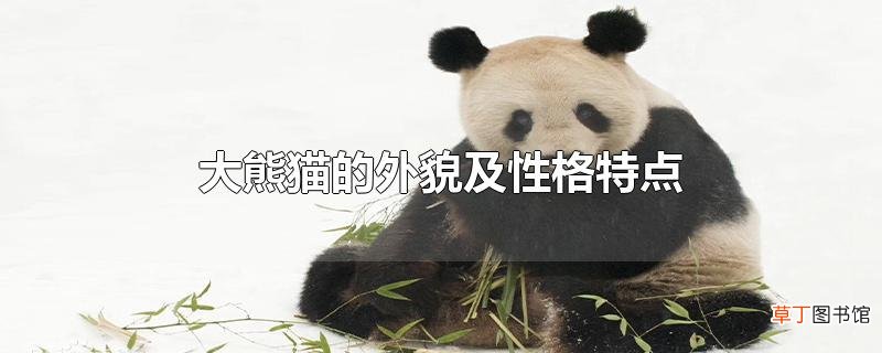 大熊猫的外貌及性格特点