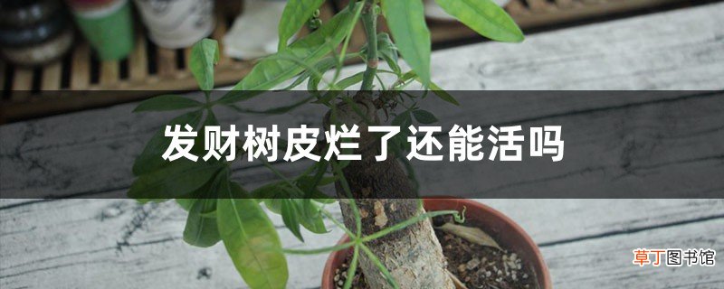 发财树皮烂了还能活吗