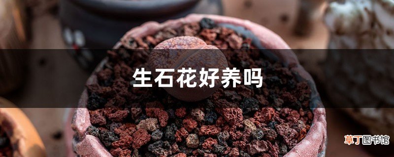 生石花好养吗