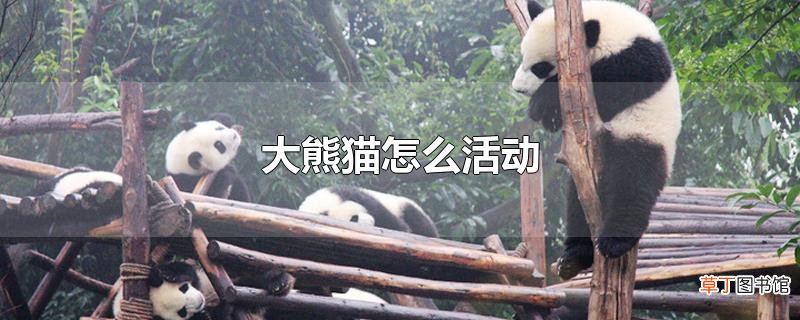大熊猫怎么活动