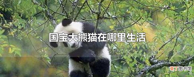 国宝大熊猫在哪里生活