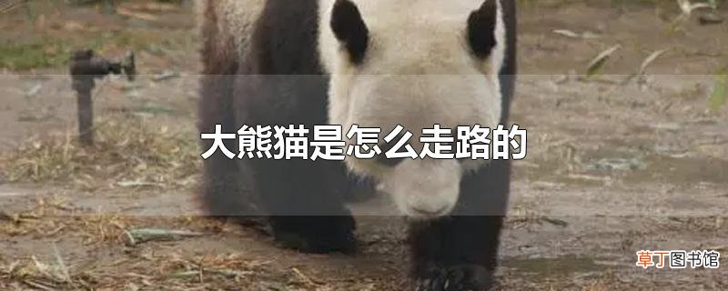 大熊猫是怎么走路的