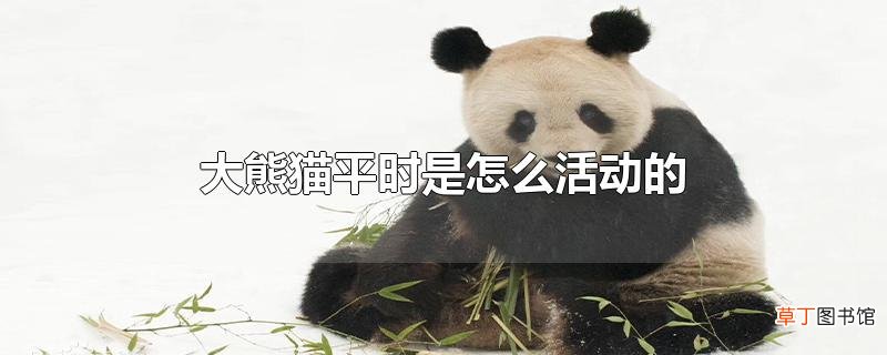 大熊猫平时是怎么活动的