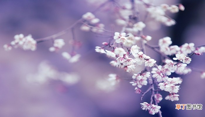 娥皇女英的典故