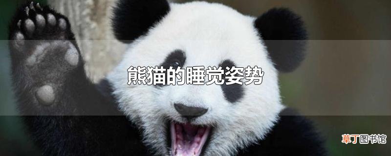 熊猫的睡觉姿势