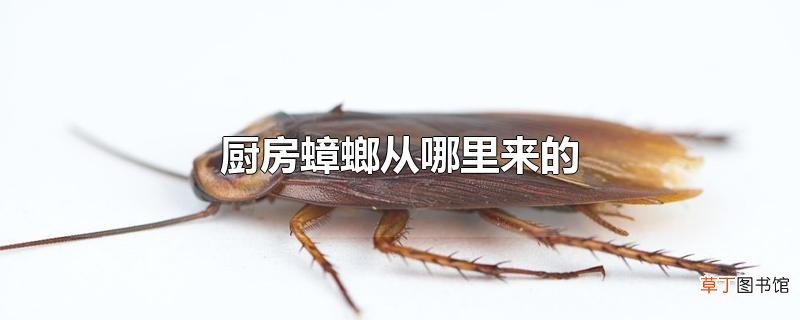 厨房蟑螂从哪里来的