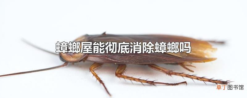 蟑螂屋能彻底消除蟑螂吗