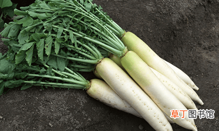 白萝卜粥消积食的做法-白萝卜消积汤怎么做
