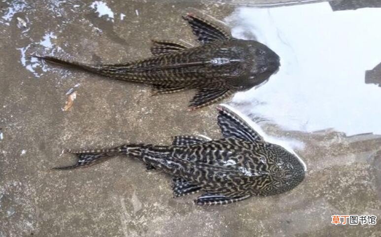 清道夫是什么意思