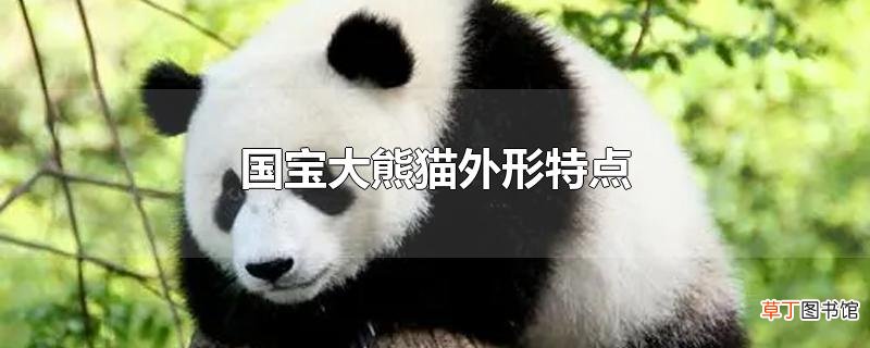 国宝大熊猫外形特点