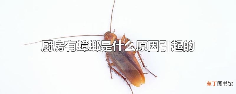 厨房有蟑螂是什么原因引起的