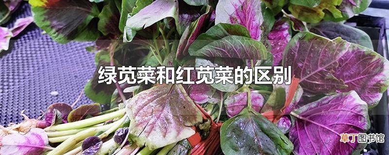 绿苋菜和红苋菜的区别