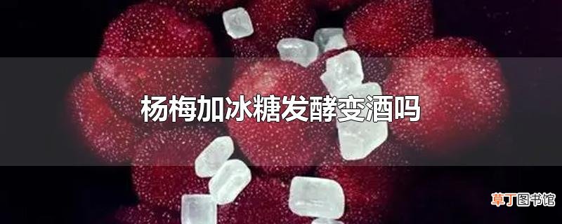 杨梅加冰糖发酵变酒吗