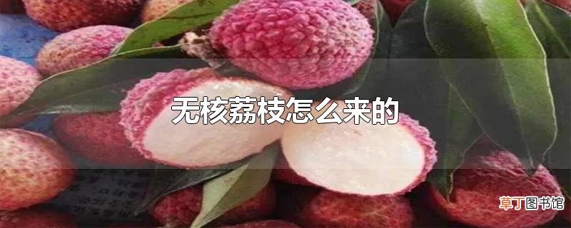 无核荔枝怎么来的