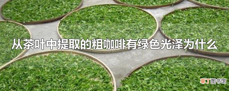 从茶叶中提取的粗咖啡有绿色光泽为什么