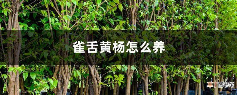 雀舌黄杨怎么养