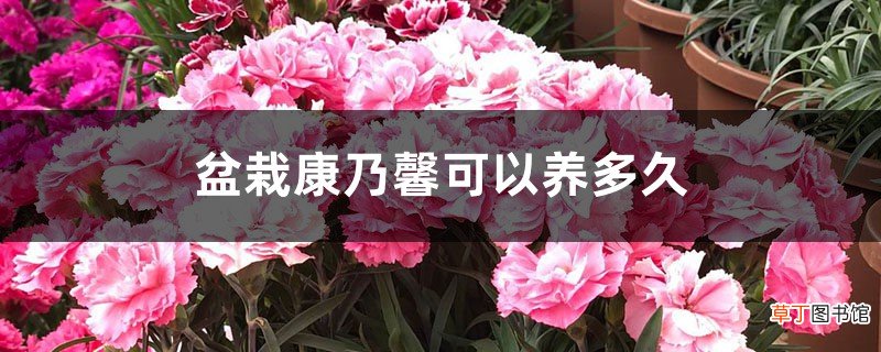 盆栽康乃馨可以养多久